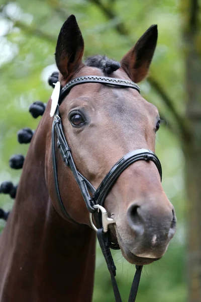 Beautiful face of a purebred horse. Portrait of beautiful stallion. A head shot of a single horse. Horse head close up portrait on breeding test summer time outdoor