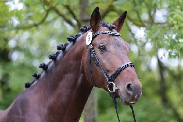 Beautiful face of a purebred horse. Portrait of beautiful stallion. A head shot of a single horse. Horse head close up portrait on breeding test summer time outdoor