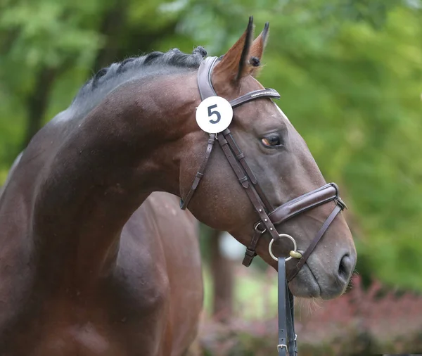 Beautiful face of a purebred horse. Portrait of beautiful stallion. A head shot of a single horse. Horse head close up portrait on breeding test summer time outdoor