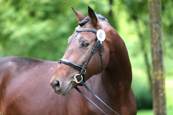 Beautiful face of a purebred horse. Portrait of beautiful stallion. A head shot of a single horse. Horse head close up portrait on breeding test summer time outdoor