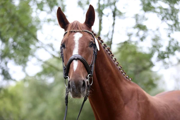 Schönes Gesicht Eines Reinrassigen Pferdes Porträt Des Schönen Hengstes Ein — Stockfoto