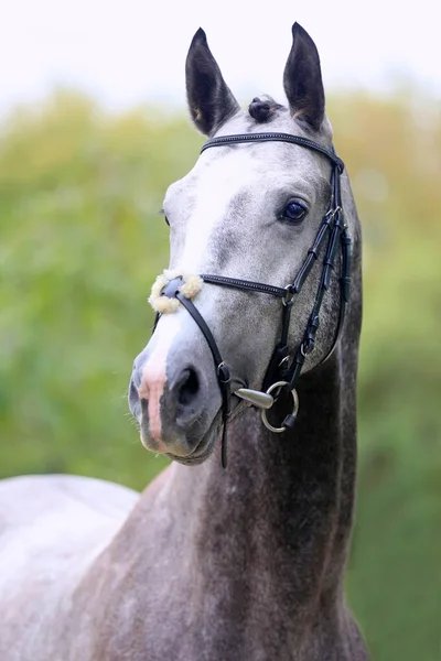 Hermosa Cara Caballo Pura Raza Retrato Hermoso Semental Tiro Cabeza —  Fotos de Stock