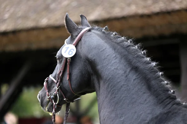 Beautiful face of a purebred horse. Portrait of beautiful stallion. A head shot of a single horse. Horse head close up portrait on breeding test summer time outdoor