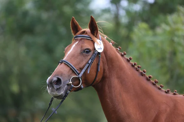 純血種の馬の美しい顔 美しい石柱の肖像画 一頭の馬の頭を撃たれた 馬頭クローズアップポートレート上繁殖テスト夏時間屋外 — ストック写真