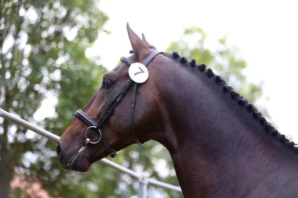 Vackert Ansikte Renrasig Häst Porträtt Vacker Hingst Ett Skott Häst — Stockfoto