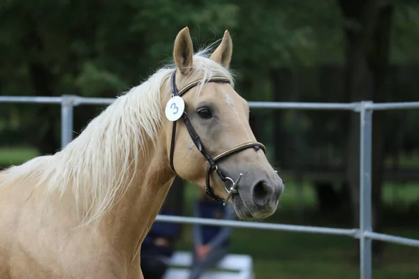 Beautiful face of a purebred horse. Portrait of beautiful stallion. A head shot of a single horse. Horse head close up portrait on breeding test summer time outdoor