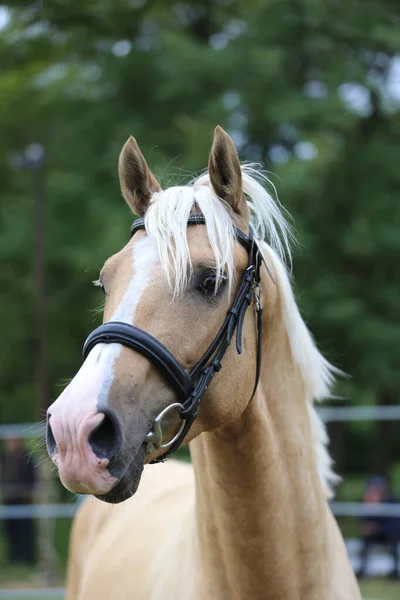 Beautiful face of a purebred horse. Portrait of beautiful stallion. A head shot of a single horse. Horse head close up portrait on breeding test summer time outdoor