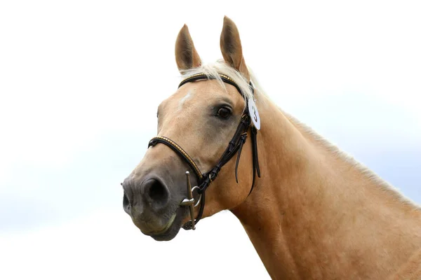 Beautiful face of a purebred horse. Portrait of beautiful stallion. A head shot of a single horse. Horse head close up portrait on breeding test summer time outdoor