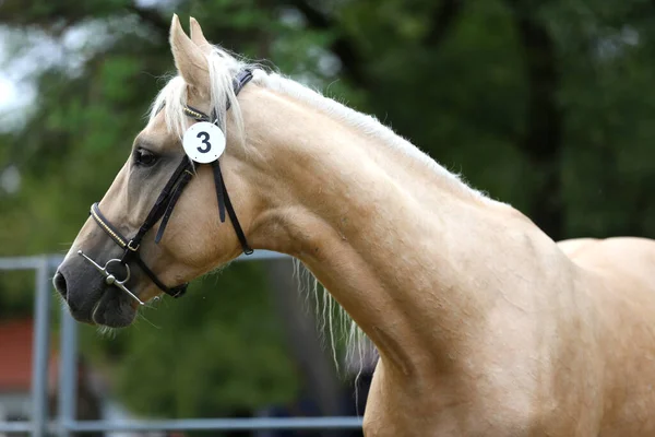 Beautiful face of a purebred horse. Portrait of beautiful stallion. A head shot of a single horse. Horse head close up portrait on breeding test summer time outdoor