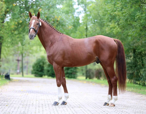 Thoroughbred Varmblodig Häst Poserar För Kamera Mot Grön Naturlig Bakgrund — Stockfoto