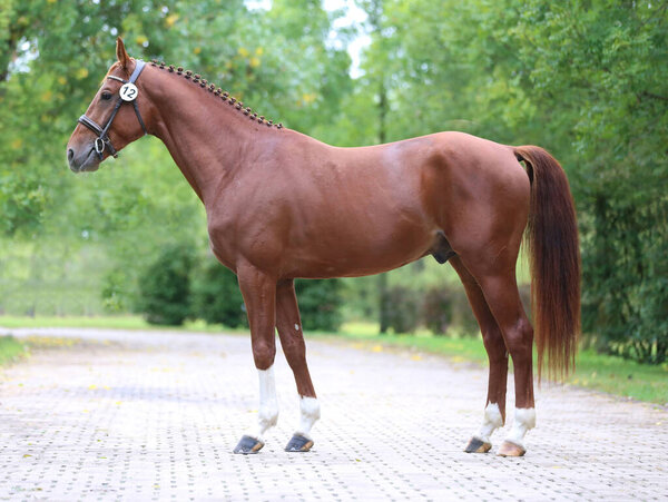 Thoroughbred warm blooded horse  posing for camera against green  natural background