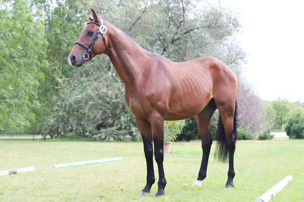 Hermoso Caballo Castaño Posando Para Cámaras Inspección Criadores Caballo Sangre —  Fotos de Stock