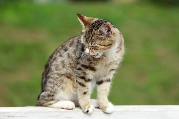 Gato Celeiro Apreciando Luz Sol Chão Equitação Livre Verão — Fotografia de Stock