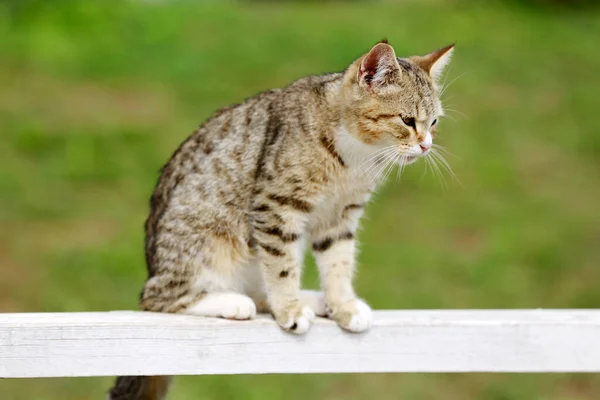 Eine Scheunenkatze Genießt Sommer Die Sonne Auf Dem Reitplatz Freien — Stockfoto