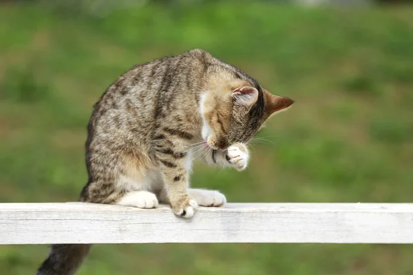 Gato Celeiro Apreciando Luz Sol Chão Equitação Livre Verão — Fotografia de Stock