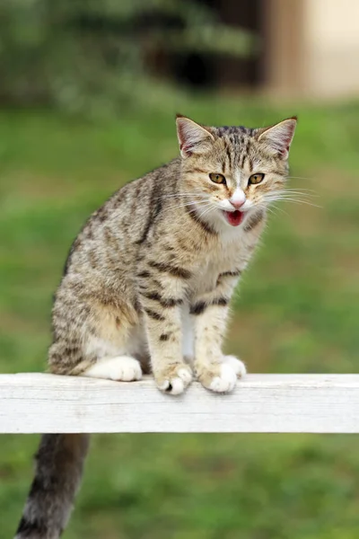 Kočka Stodoly Létě Užívá Sluníčka Jezdeckém Hřišti — Stock fotografie