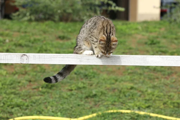 Gato Celeiro Apreciando Luz Sol Chão Equitação Livre Verão — Fotografia de Stock