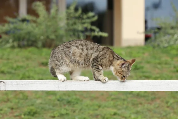 Gato Celeiro Apreciando Luz Sol Chão Equitação Livre Verão — Fotografia de Stock