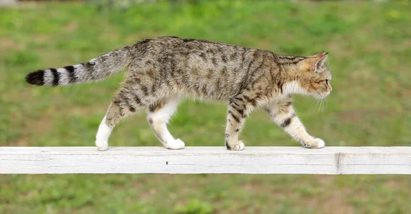 Kočka Stodoly Létě Užívá Sluníčka Jezdeckém Hřišti — Stock fotografie