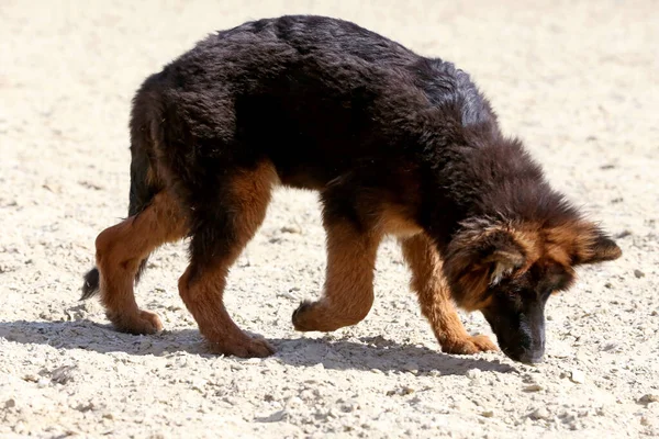 夏季骑马俱乐部中一头黑褐色长发的德国牧羊犬的画像 — 图库照片