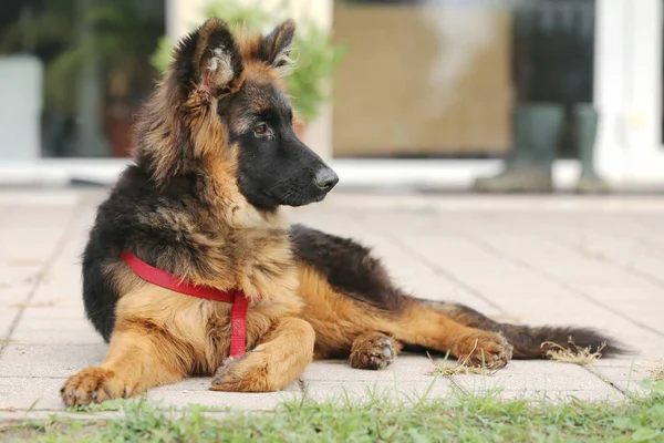 Portrait Black Tan Long Haired German Shepherd Puppy Horse Riding — Stock Photo, Image