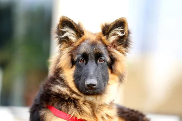 Retrato Cachorro Pastor Alemán Pelo Largo Negro Bronceado Club Equitación — Foto de Stock