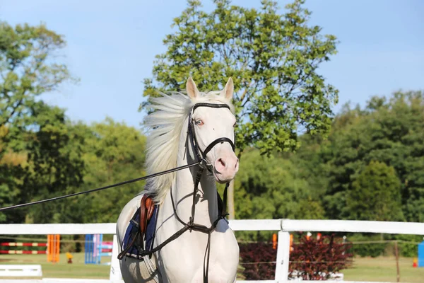 Прекрасный Чистокровный Конь Кремелло Жеребец Скачет Седлом Одинокая Лошадь Веревке — стоковое фото