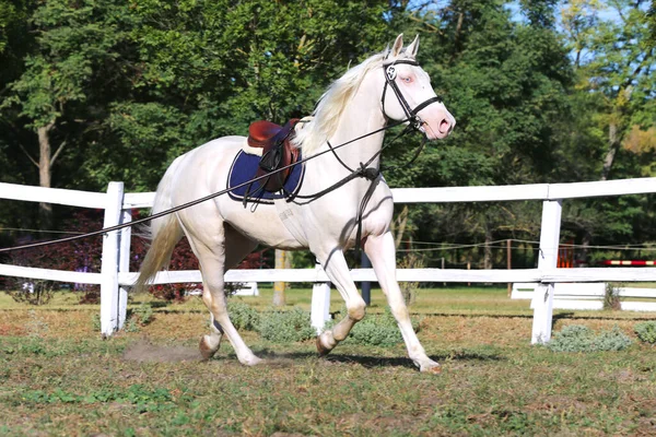 Sporting Horse Galloping Saddle Rider Show Jumping Event Summertime Perdesaan — Stok Foto