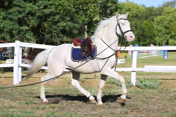 Beautiful Purebred Cremello Stallion Horse Galloping Saddle Single Horse Canter — Stock Photo, Image