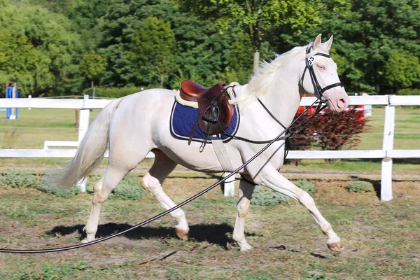 Güzel Safkan Cremello Aygırı Eyer Altında Dörtnala Koşuyor Yazın Açık — Stok fotoğraf