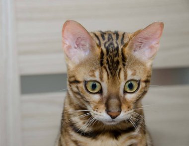 sürpriz kedi, yavru kedi, Bengal