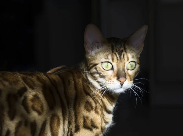 Besta Predatória Leopardo Doméstico Gato Bengala Gato Selvagem Besta Selvagem — Fotografia de Stock