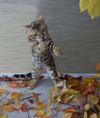 bir Boks duruşu ayakta mücadele kedi