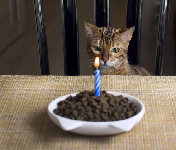 birthday cat, cat blows out candles, cake for cat