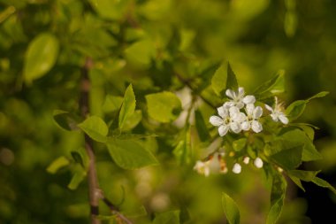 bahar çiçeği arkaplanı