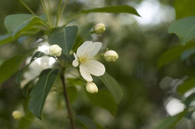 bahar çiçeği arkaplanı