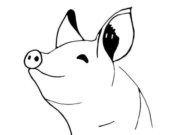 Sketch of pork head. — Stock Photo, Image