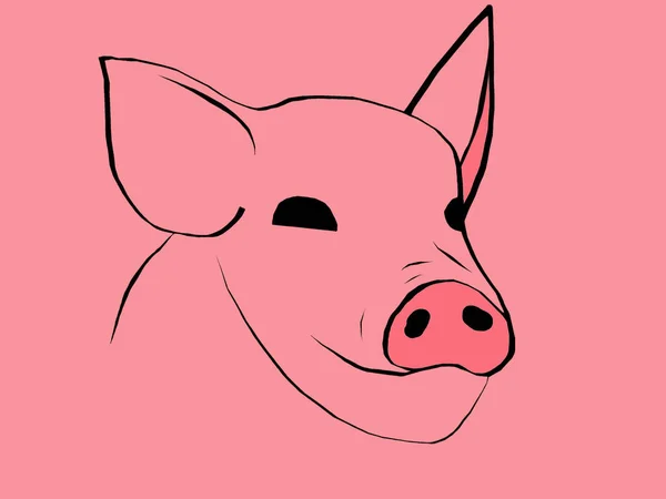 Schnauzschwein in Großaufnahme auf weißem Hintergrund. Skizze. — Stockfoto