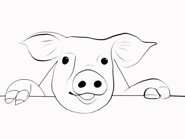 Focinho de porco no fundo branco — Fotografia de Stock