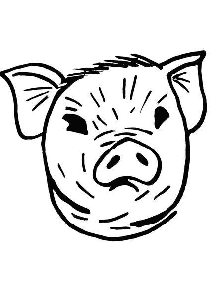 Schnauzschwein in Großaufnahme auf weißem Hintergrund. Skizze. — Stockfoto