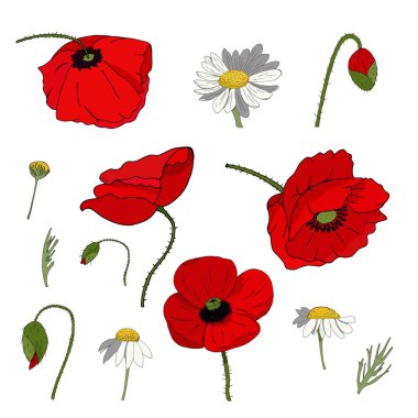 Beyaz arka planda haşhaş ve papatyalarla dolu. Bir dizi öge.