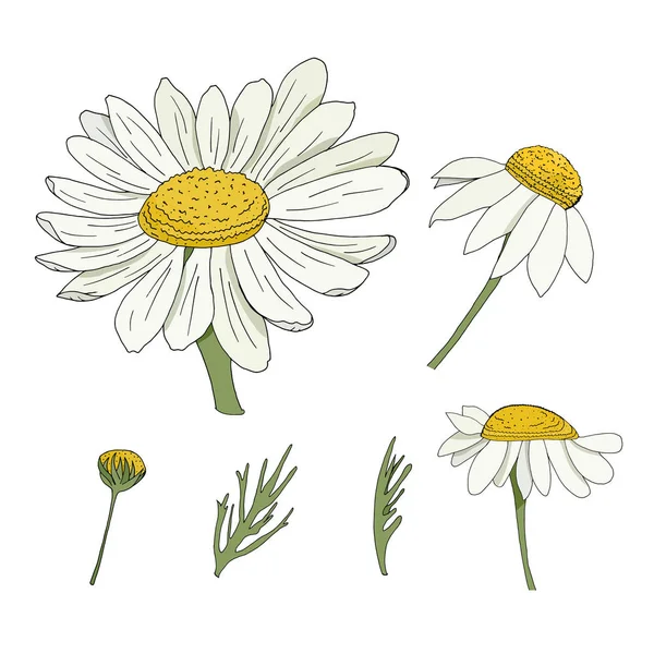 Set with daisies on a white background. Set of elements.