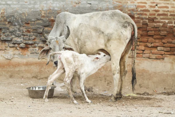 indian cow suckling to her newborn calf