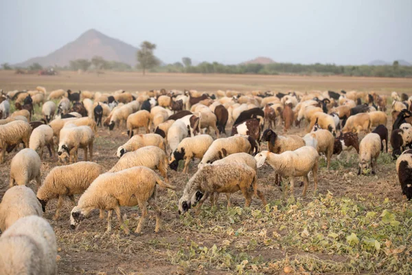 flock of sheeps in field for eating grass