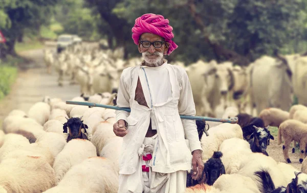 Rajasthani tribal man wears traditional colorful casual and herding flock of sheeps in field