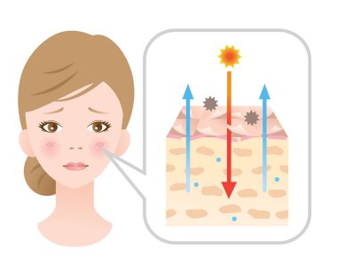 normal and dry skin diagram illustration. woman's beauty and skin care concept clipart