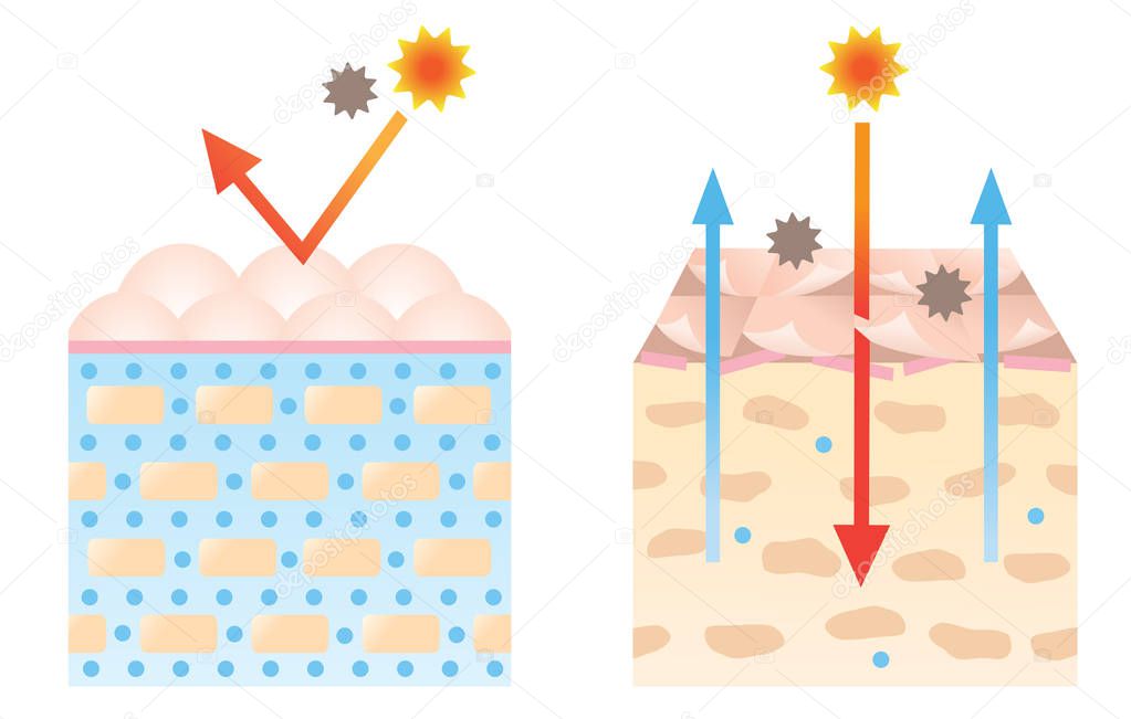 normal and dry skin diagram illustration. woman's beauty and skin care concept