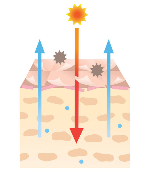 кожа в возрасте меньше керамических диаграмм иллюстрации. женская красота и уход за кожей
