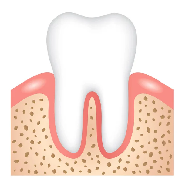 Υγιής Εικόνα Των Δοντιών Ούλων Και Του Οστού Οδοντική Υγεία — Διανυσματικό Αρχείο