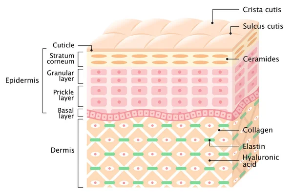 Layers Human Skin Skin Care Health Concept — Stock Vector